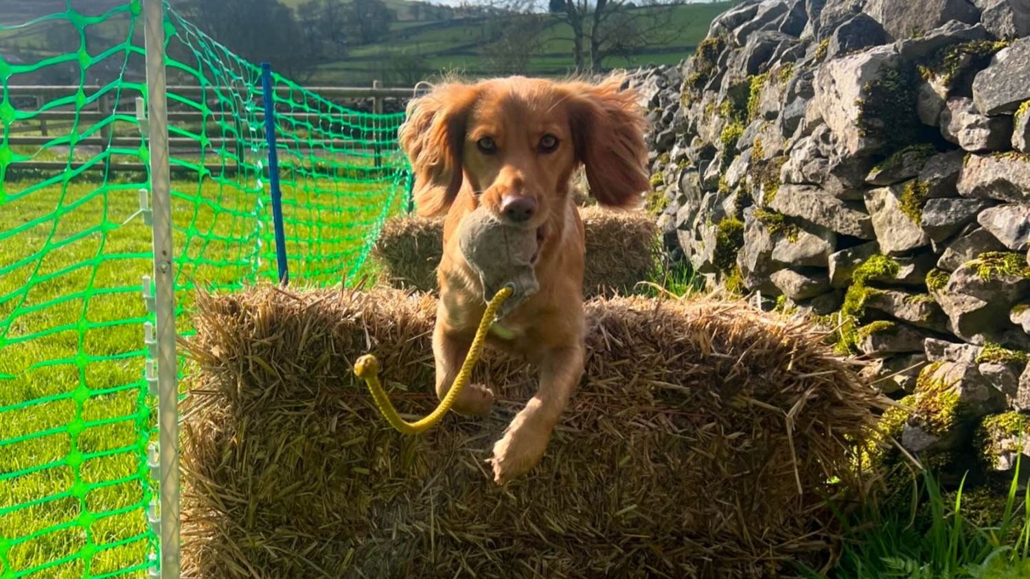 Junior Gundog - Sunday (Wardlow) Junior Gundog - Sunday (Wardlow)
