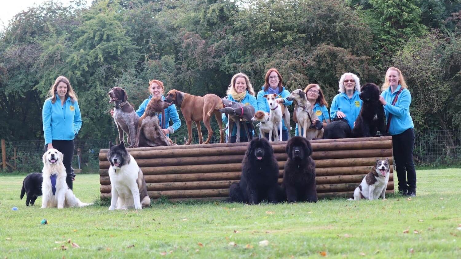 Canine Functional Characters - Spectator