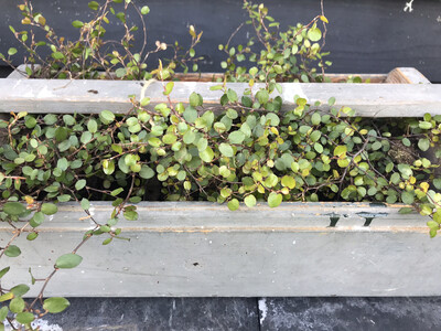 Houten gereedschapsbak