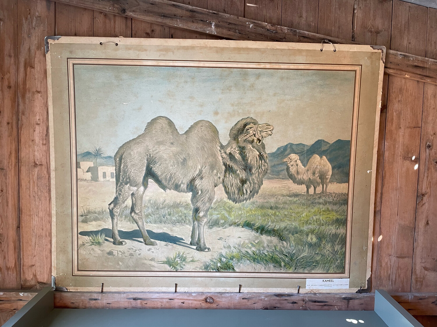Oude schoolplaat kameel