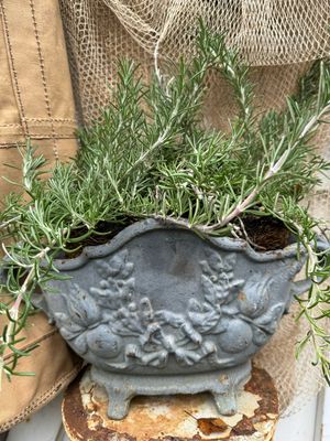 Jardinière