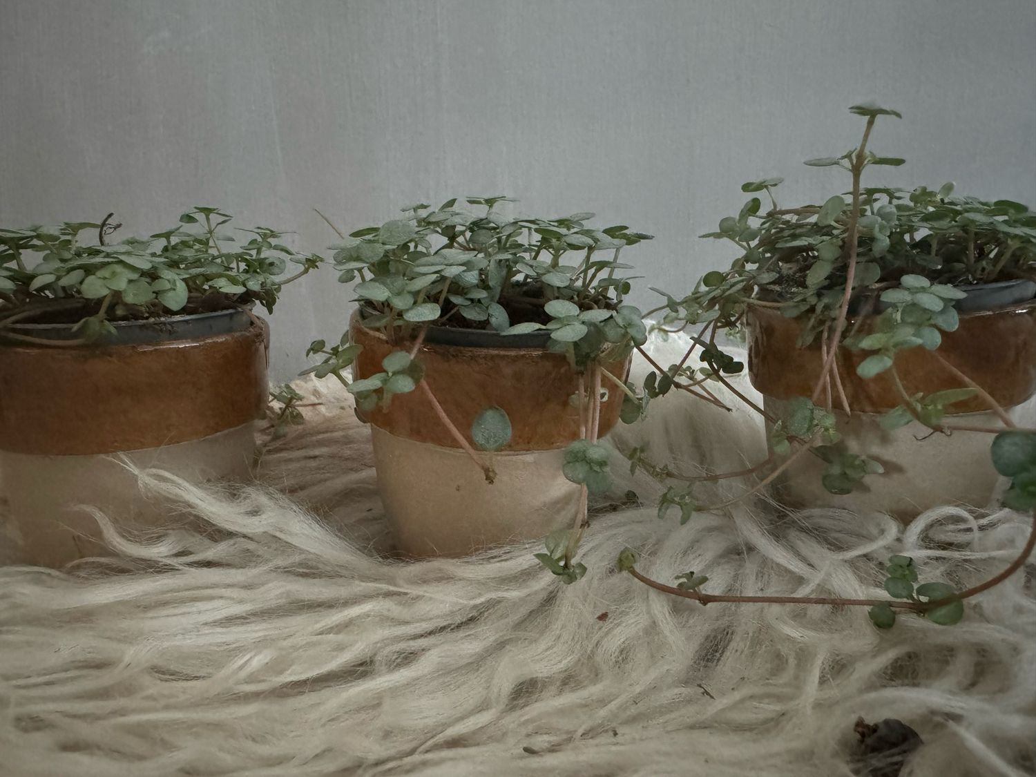 Bloempotjes