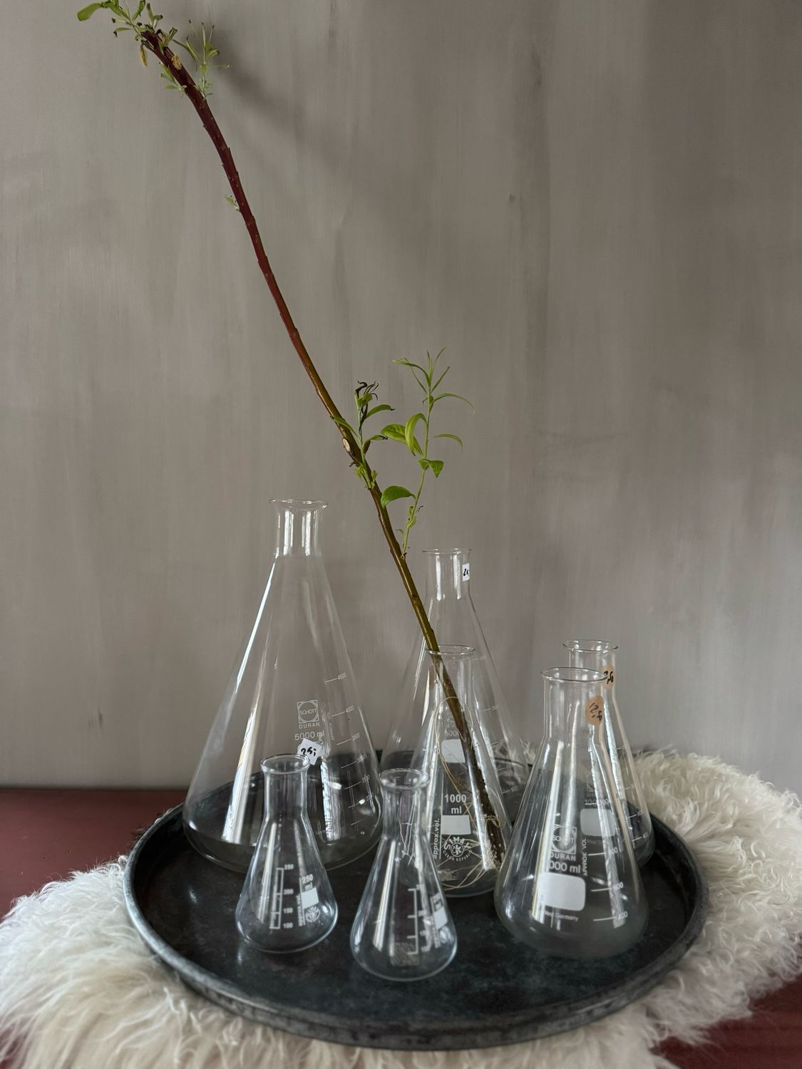 Erlenmeyer laboratorium glas