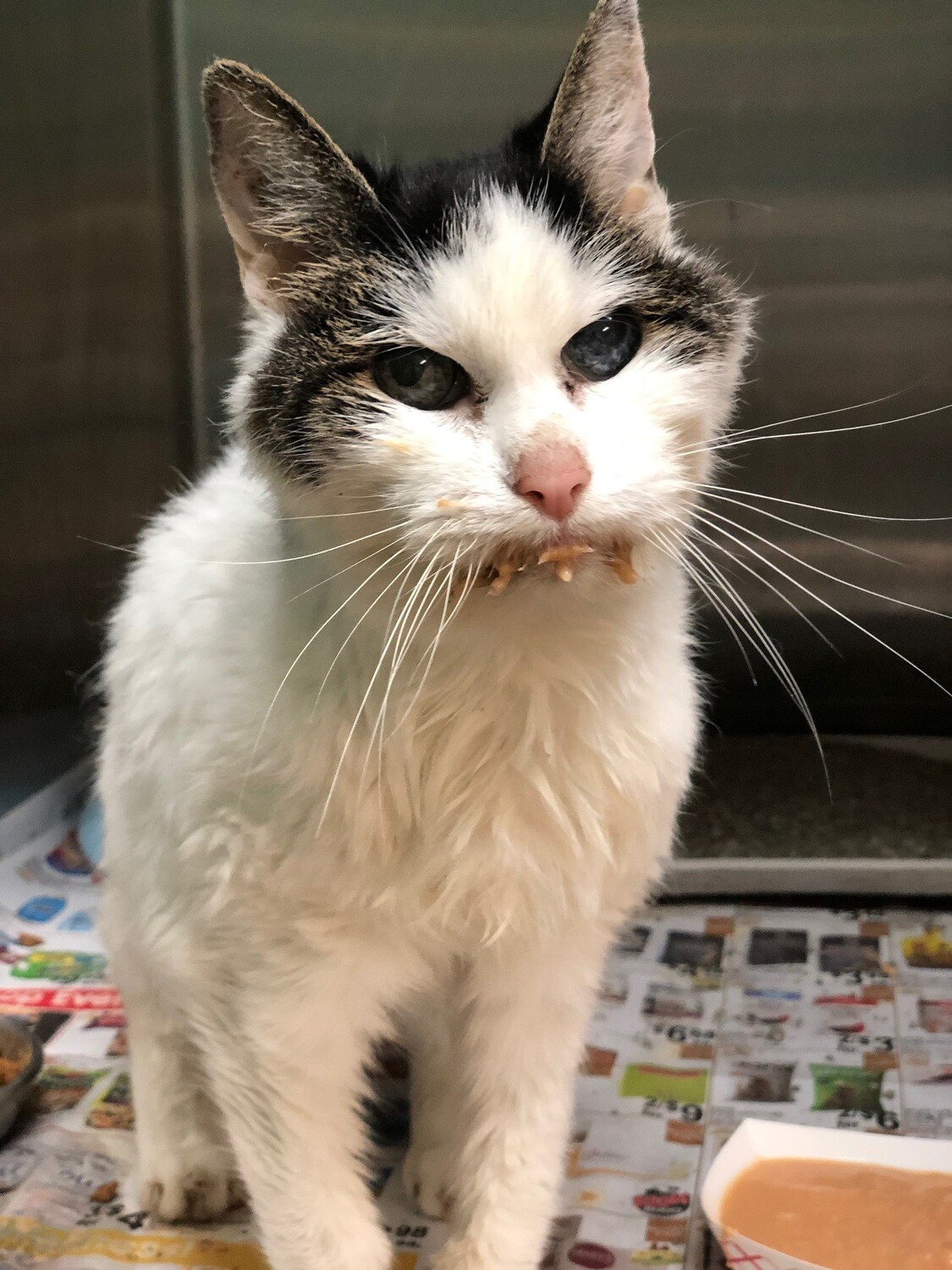 Sponsor a Cat
