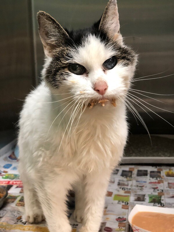 Sponsor a Cat