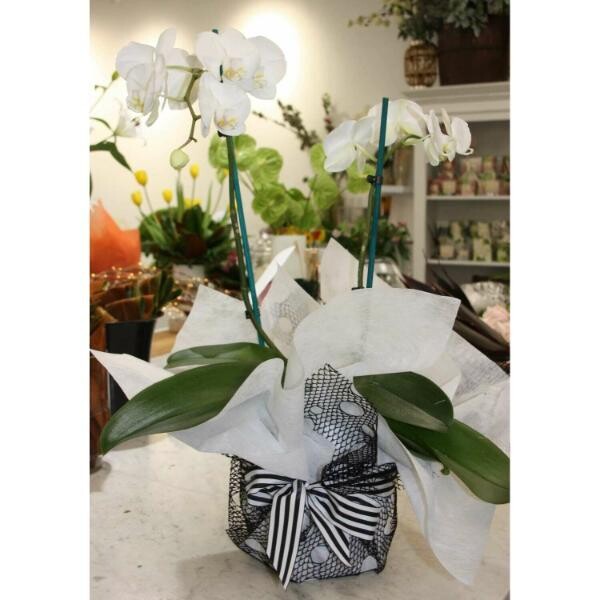 Double Stemmed White Phalaenopsis Orchid Gift Wrapped