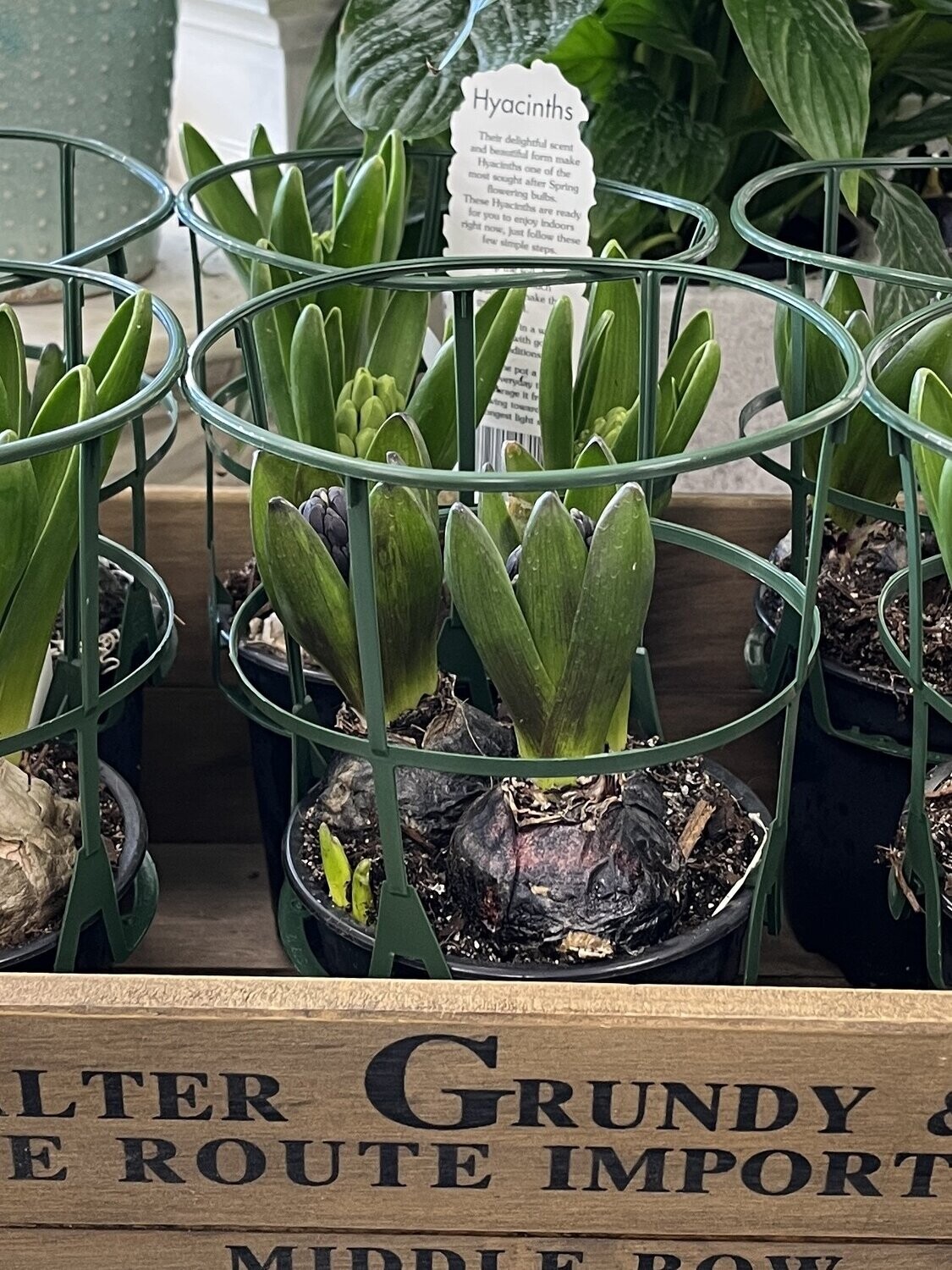 Potted Hyacinth - Gift Wrapped