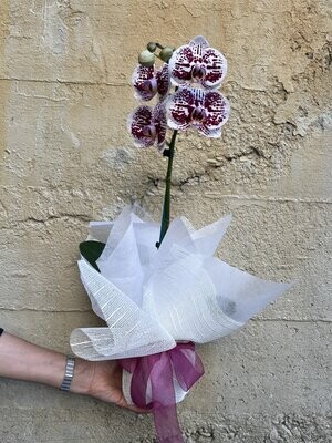 Coloured Phalaenopsis Orchid - Gift Wrapped