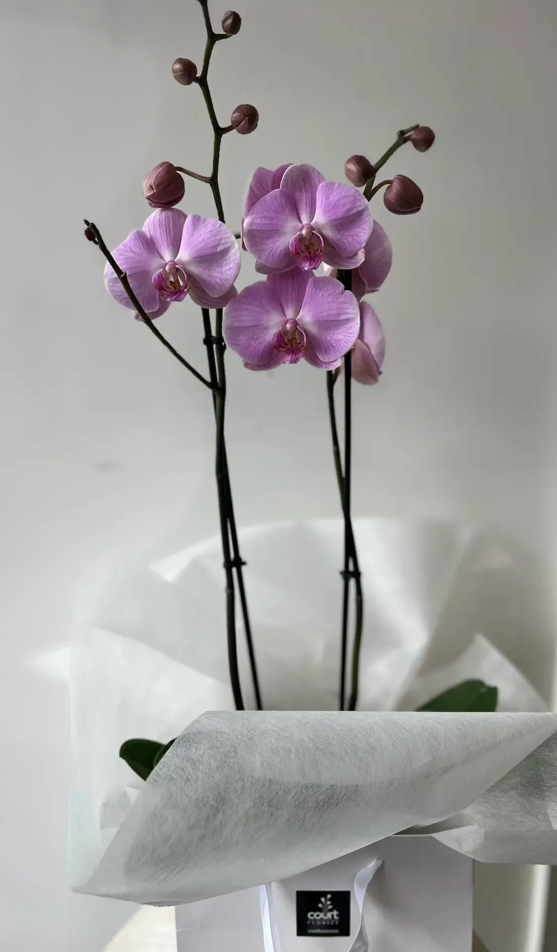Double Stemmed Coloured Phalaenopsis Orchid Gift Wrapped