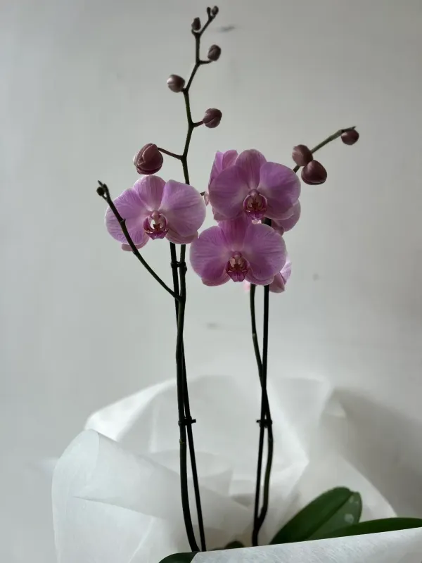 Double Stemmed Coloured Phalaenopsis Orchid Gift Wrapped