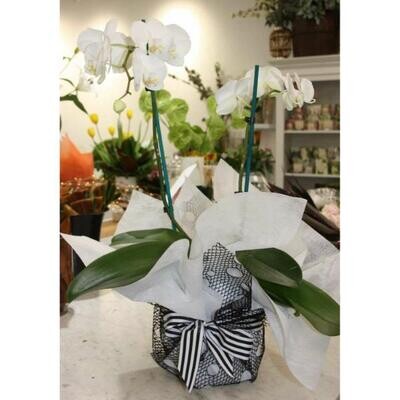 Double Stemmed White Phalaenopsis Orchid Gift Wrapped