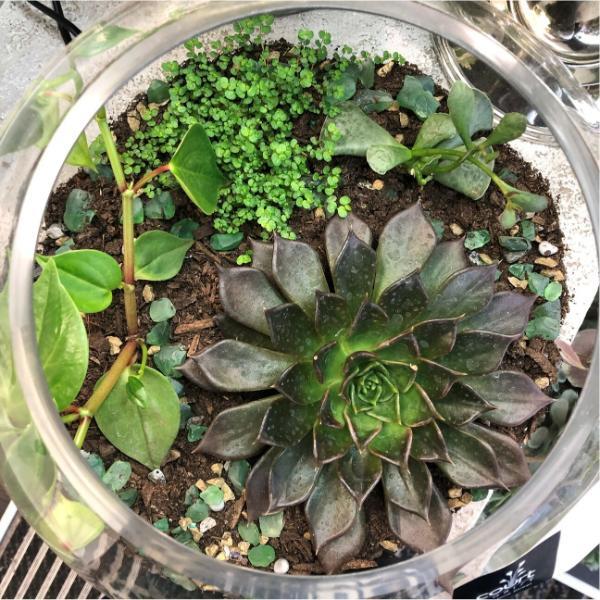 Terrarium