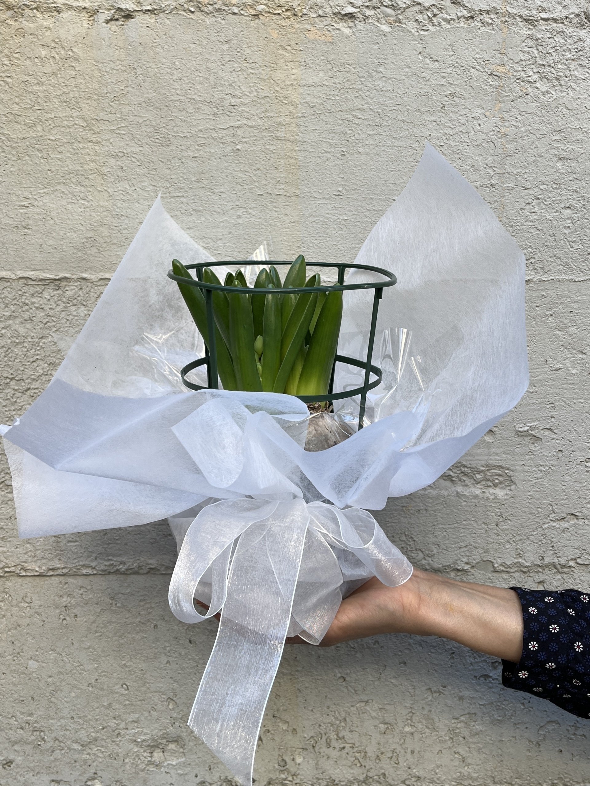 Potted Hyacinth - Gift Wrapped
