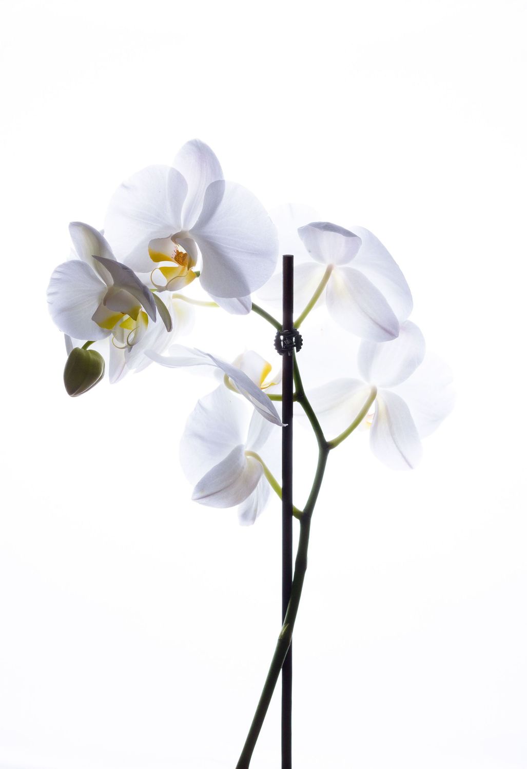 White Phalaenopsis Orchid - Gift Wrapped