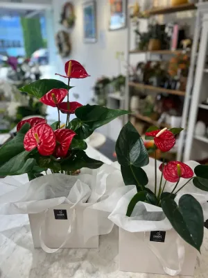 Anthurium Plant