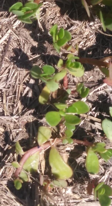 PURSLANE TINCTURE