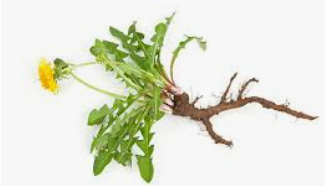 DANDELION TINCTURE