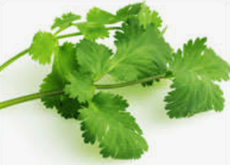 CILANTRO TINCTURE