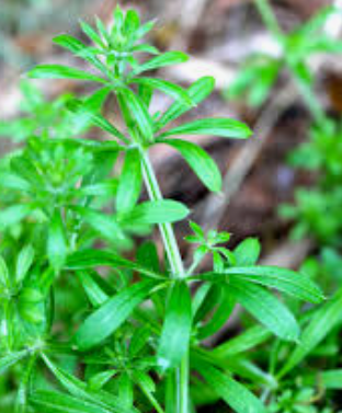 CLEAVERS CAPSULES ---Lymph Assist I