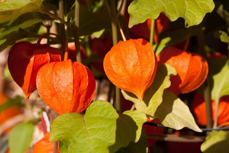 ASHWAGANDHA SUPPLEMENT +