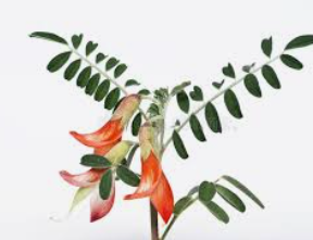 SUTHERLANDIA
 (AKA CANCER BUSH)