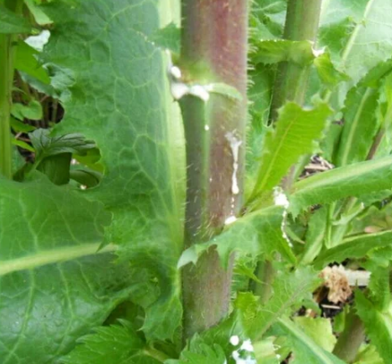 WILD LETTUCE OIL (Lactuca Virosa)