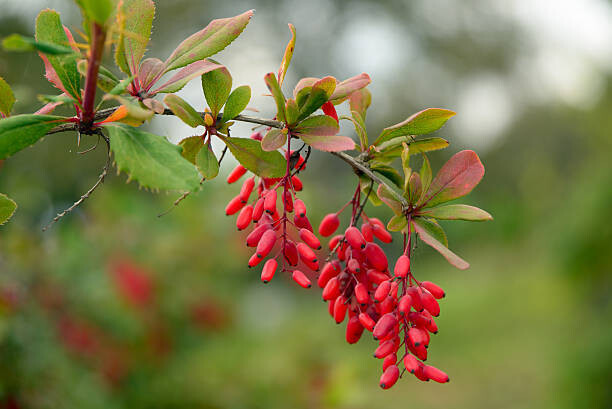 BARBERRY TINCTURE
