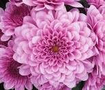 Chrysanthemum Tincture
