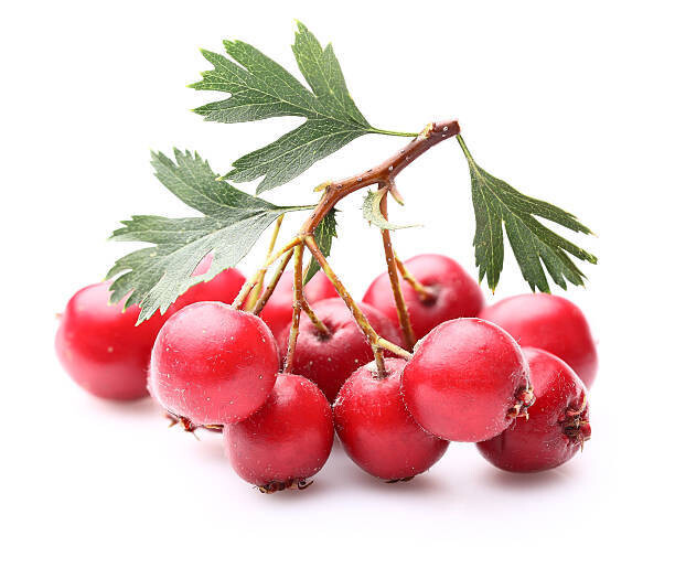 HAWTHORN BERRY TINCTURE