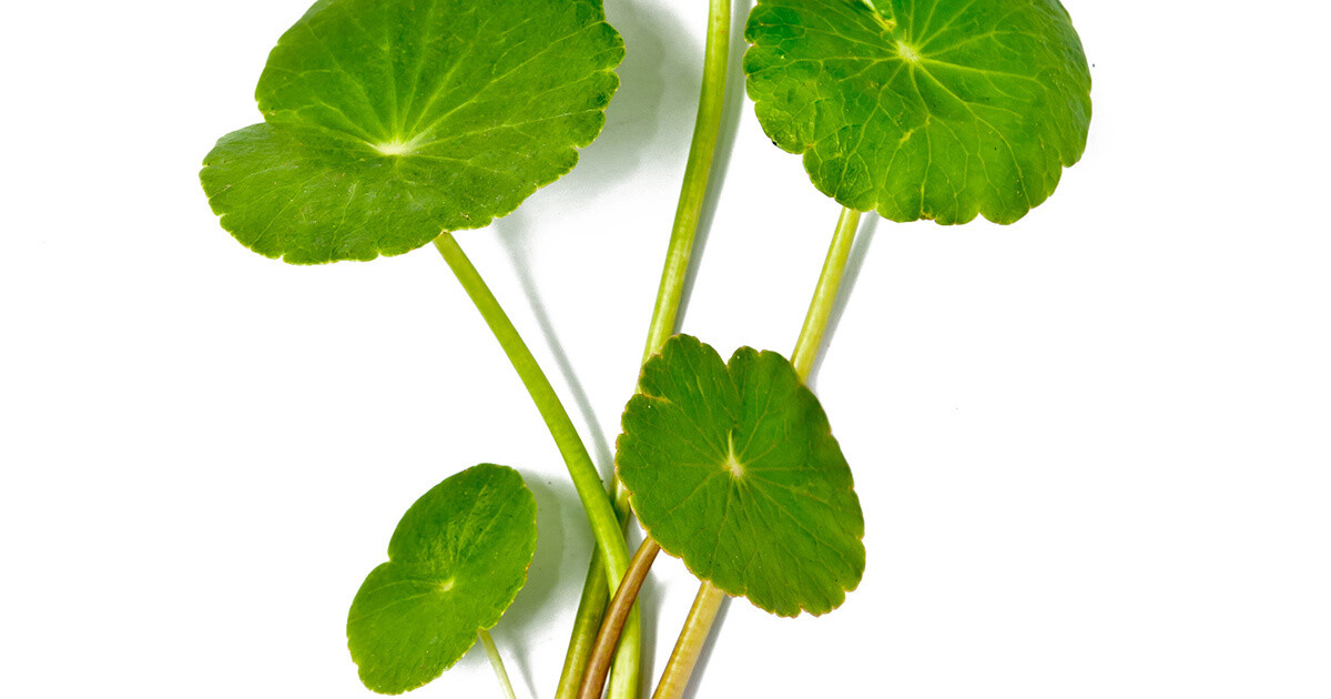 GOTU KOLA CAPSULES SUPPLEMENT