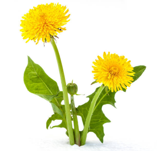 DANDELION ROOT CAPSULES