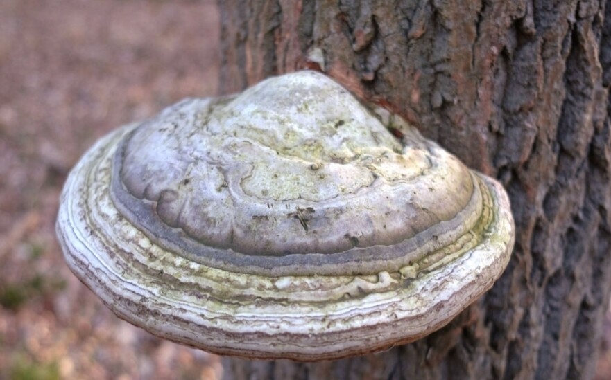 AGARIKON SUPER 9-Plus MUSHROOM BLEND