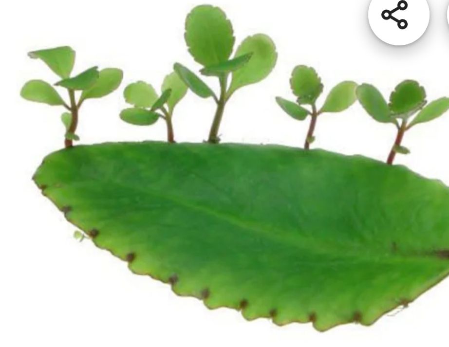 Kalancho Pinnata Tincture