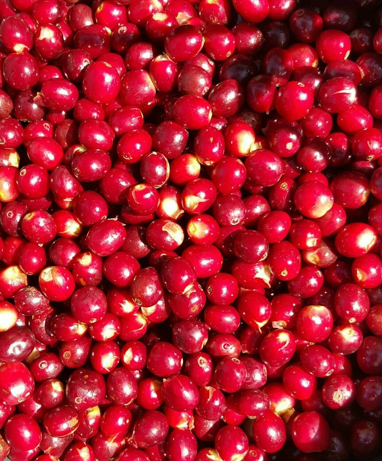 Raw coffee beans/100# bags