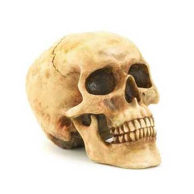 Skulls