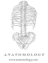 Anatomology