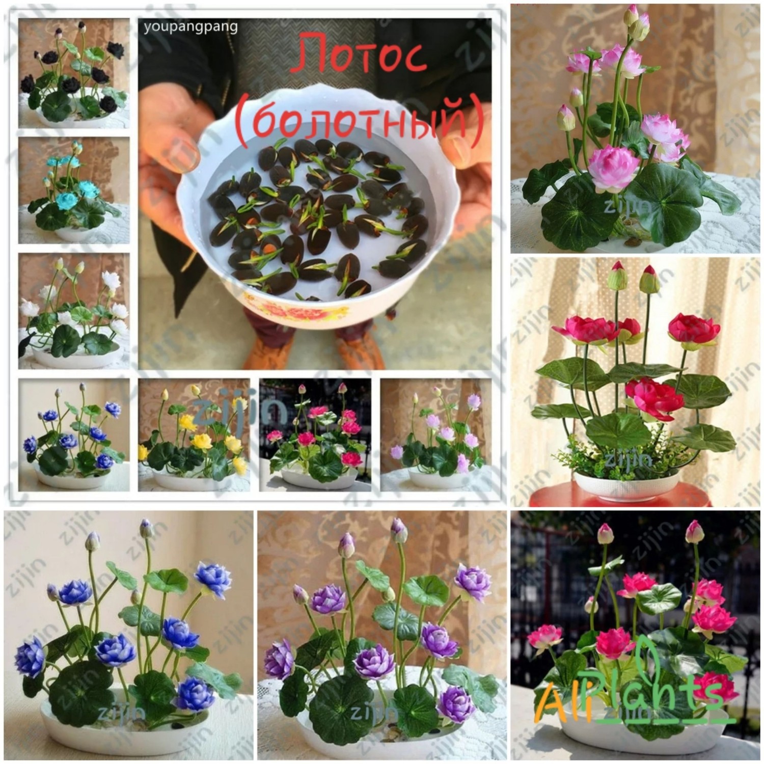 🌼Лотос (болотный) 5 шт                                                       Lotos (nilufar guli) 5 dona