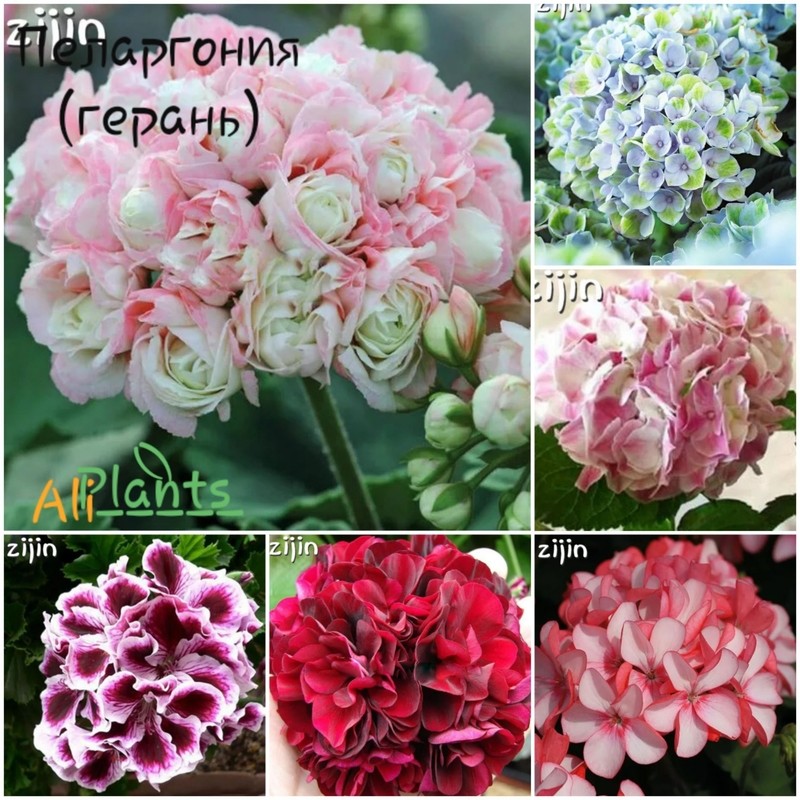 🌹Пеларгония (герань) 20 шт                          Pelargoniya (geran) 20 dona