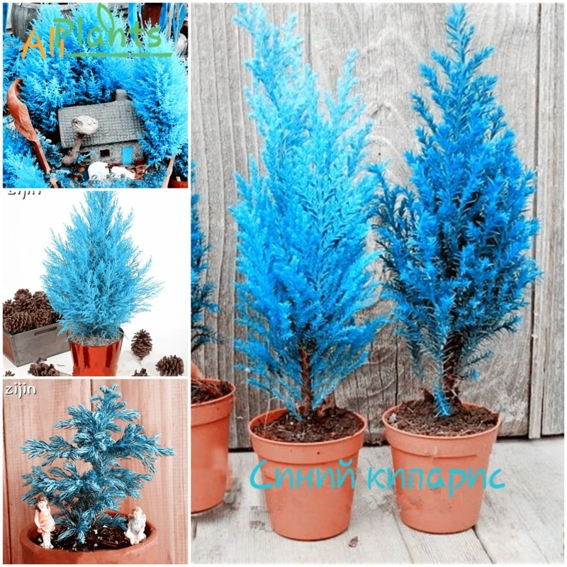 🌲Синий кипарис 50 шт                                                                                     Ko&#39;k kiparis 50 dona