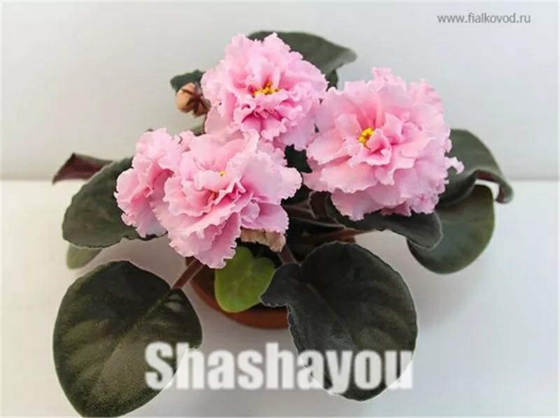 🌸Фиалки редкие 100 шт                                                 Noyob  fialkalar 100 dona