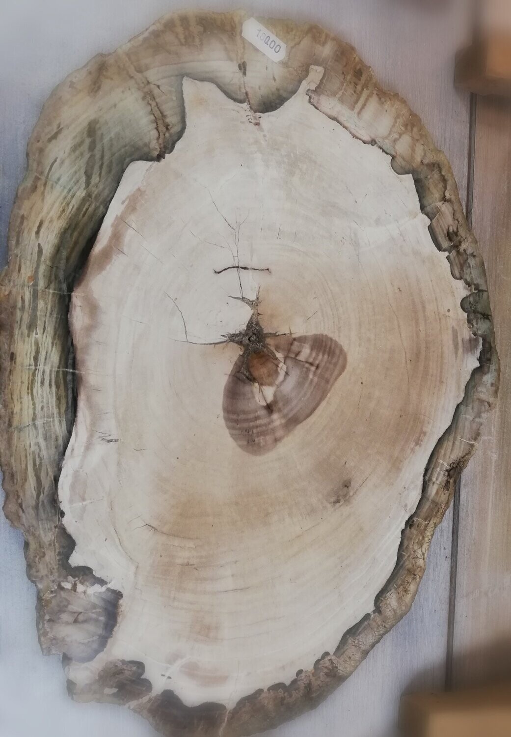 Tranche de bois fossile environ 39x30cm