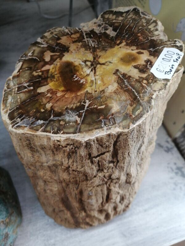 Bois fossile