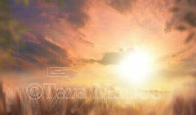 Sunny Field - Sunset Creamy Background Digital Background Backdrop