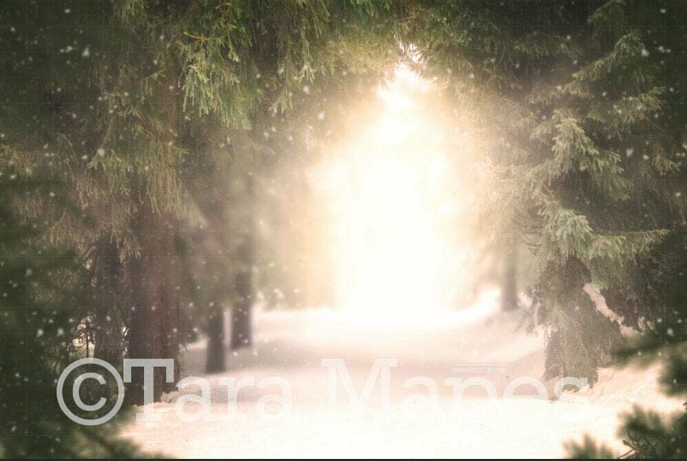 Snowy Forest - Winter Scene Winter Background - Pine Trees - Holiday Christmas Digital Background Backdrop