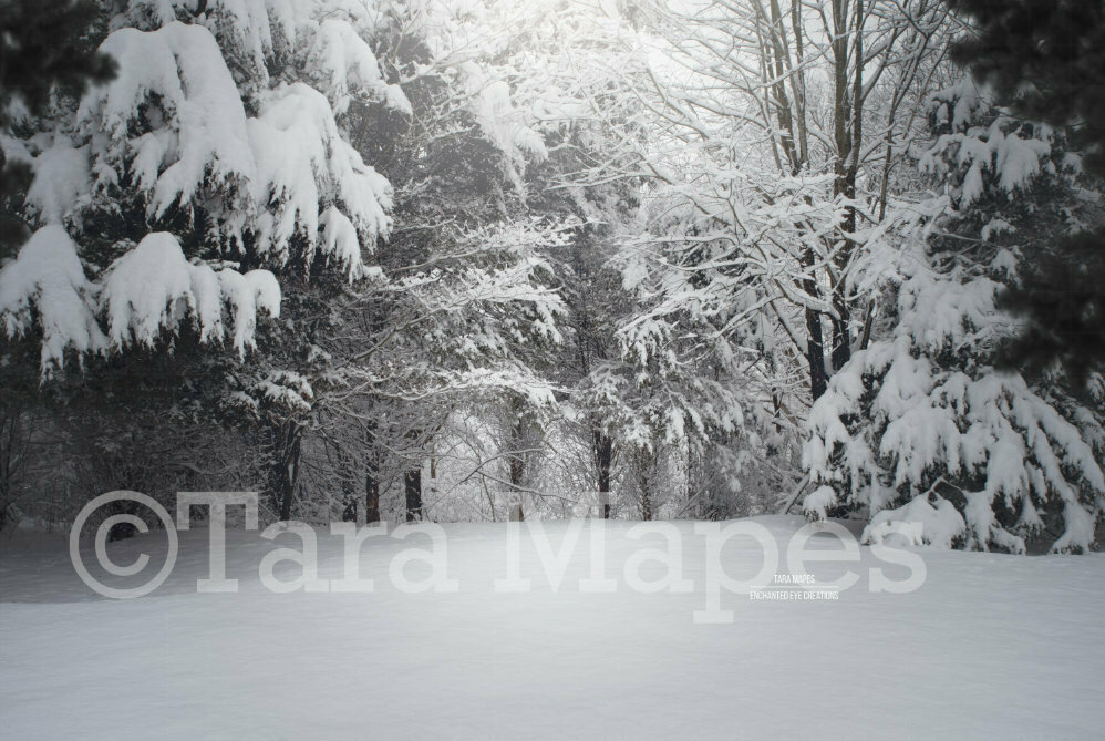 Winter Pines Snowy Path  Creamy Light Scene with Pine Trees and Frost Digital Background / Backdrop