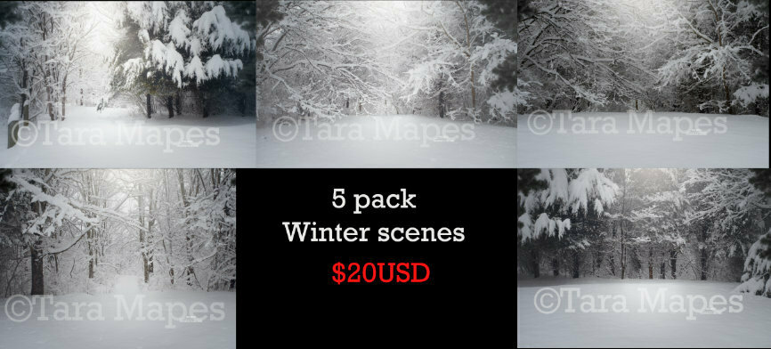 FIVE PACK of Winter Trees Snowy Path Creamy Light Scene with Frost Digital Background / Backdrop