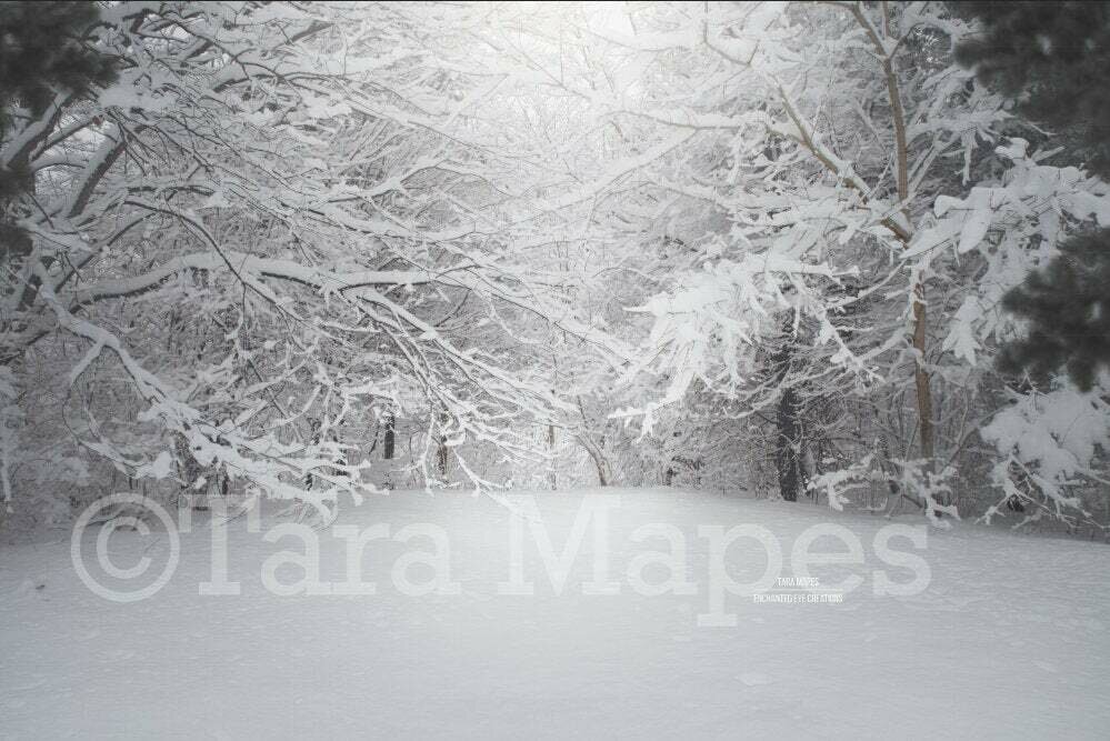 Winter Trees Snowy Path  Creamy Light Scene with Frost Digital Background / Backdrop