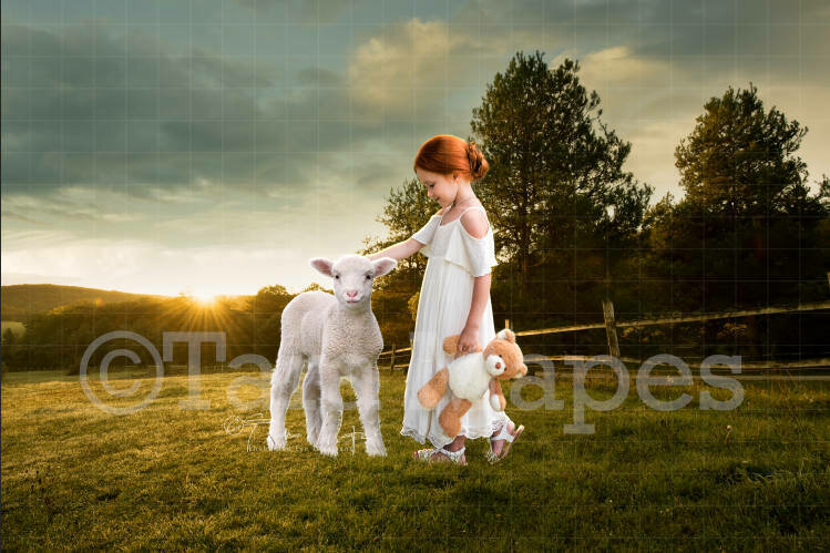 Baby Lamb on Farm Digital Background