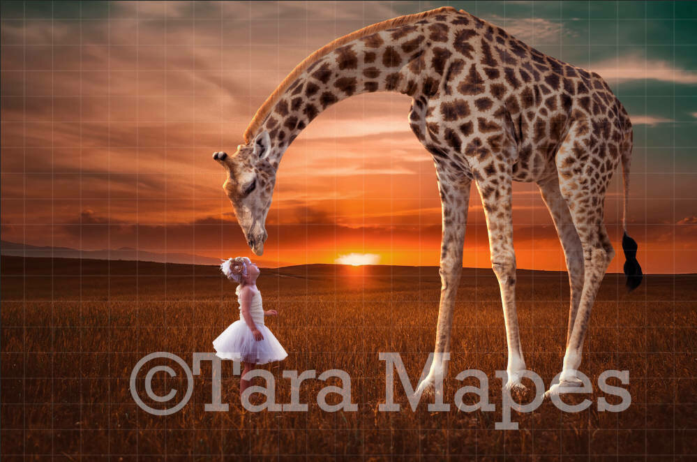 Giraffe Bending Down in Field Digital Background