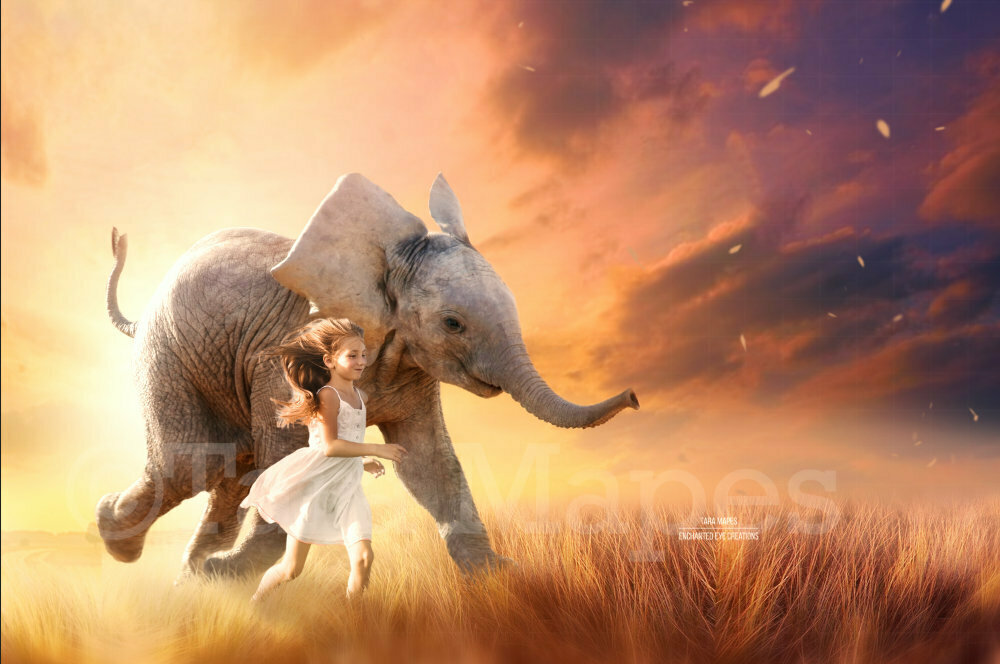 Elephant in Creamy Sunny Field - Baby Elephant Summer Spring - in Field - Digital Background / Backdrop